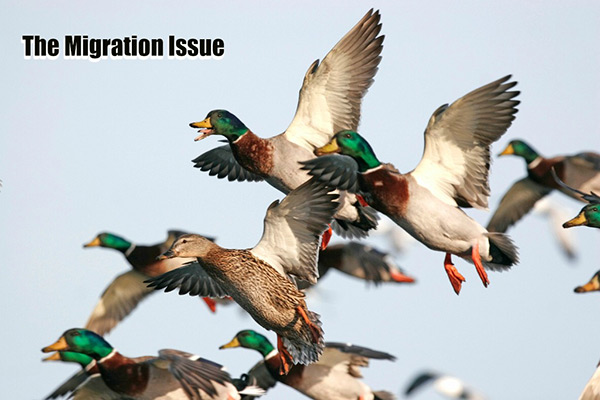 The Migration Issue: December 2017
